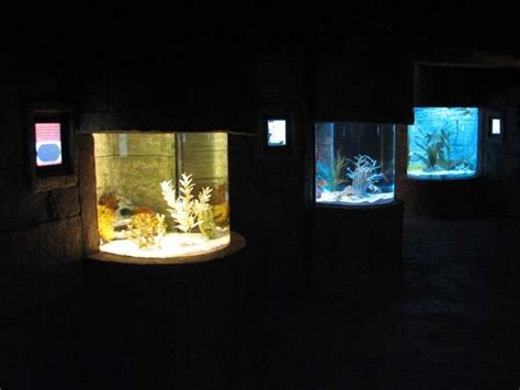 Review Of Underwater Adventures Aquarium Sea Life Minnesota Zoochat