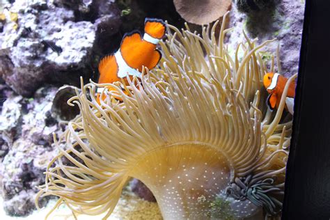 Free Images Water Ocean Animal Underwater Orange Tropical Fauna