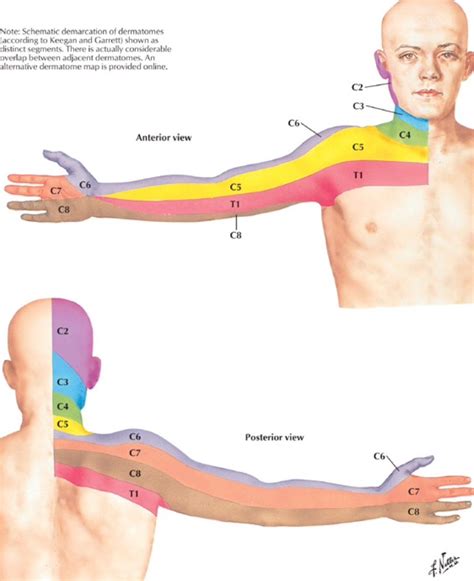 Dermatome Distribution For The Cervical Spine Netter Reflexology