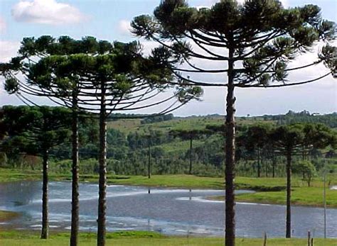 Pinheiro Do Paran Araucaria Angustifolia