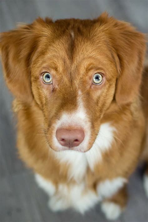 Tollers are intelligent, eager to please, alert, and energetic. Nova Scotia Duck Tolling Retriever ~ Classic Look | Hunde ...