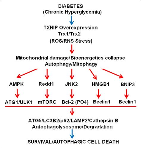 Last updated december 14, 2020. A potential role for TXNIP in the initiation of autophagy ...