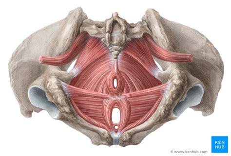 Anatomy Muscles Pelvis Axis Scientific Anatomy Model Of Female Pelvis