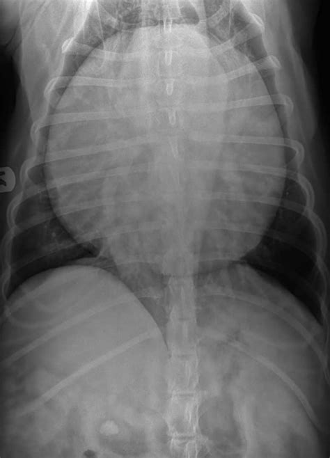 Athletes or highly fit individuals may have a normal resting heart rate of 40 to 60 bpm. Dog X-rays Lesson | Long Beach Animal Hospital