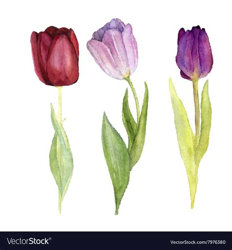 Three Watercolor Tulips Royalty Free Vector Image