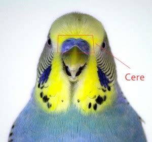 How to tell the age and gender of your parakeet. How to Determine Gender of Parakeets - Greentigrate