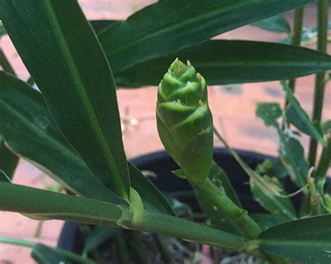 Which excludes bananas, potatoes, peas, and corn. GardensOnline: Zingiber officinale