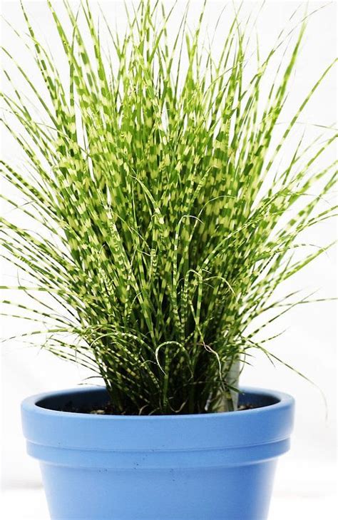 Indoor Grass Plants Plants Bn