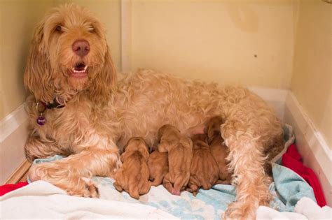 Late 2020 or early 2021 arrival. Wirehaired Vizsla Puppies for sale | West Byfleet, Surrey ...