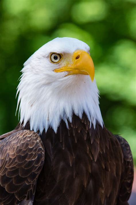 Download Bald Eagle Close Up Royalty Free Stock Photo And Image