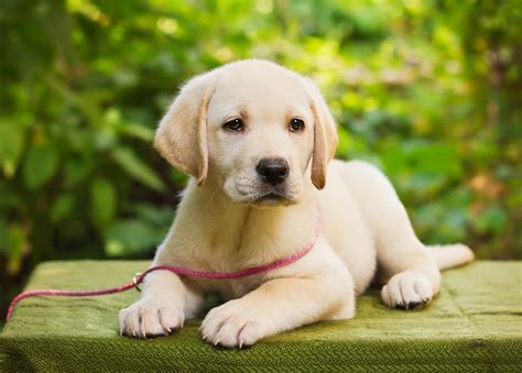 Download Yellow Labrador Retriever Puppy Wallpapers Iphone Background