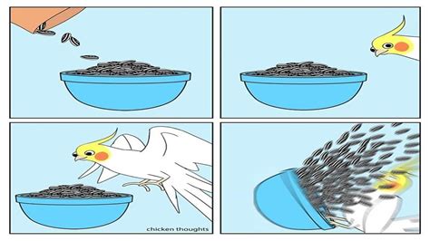 Funny Comics About Parrots Illustrated By A Bird Owner Part 2 Youtube