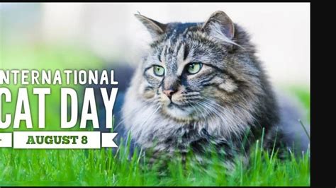 International Cat Day Is Today Aug 8 Felines Have A Long History