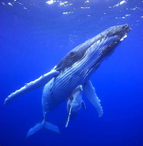 They travel great distances every year and have one of the longest migrations of any mammal on the humpback whale gets its common name from the distinctive hump on its back. Almost Humpback Whale Time in Cairns! | Cairns Tours