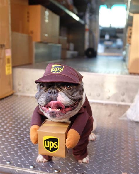 Froodies are perfect for comfortable halloween costumes that won't fall off! UPS Drivers Share Photos of Dogs they Meet on their Routes ...