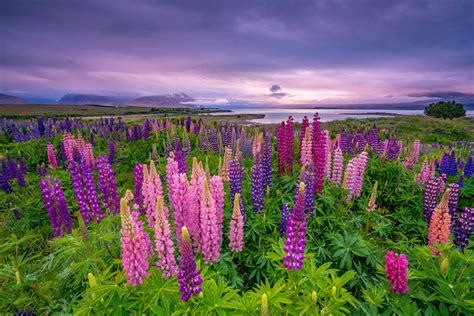 Guide To Best Places In New Zealand To See Lupins