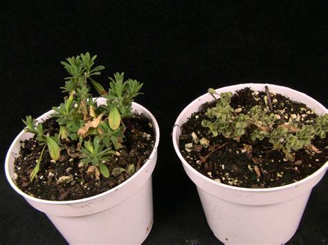 The ohio state university plant industry building 8995 e. Dig deeper | Ornamental Disease Facts