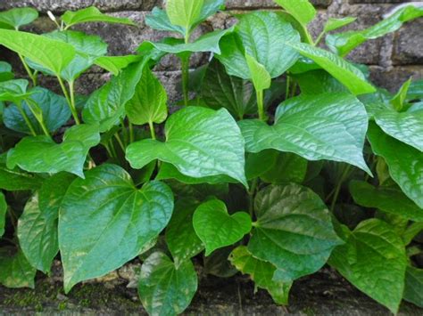 Khasiat daun sirsak untuk mengatasi hama wereng | baca 2 tips ini. Di celah-celah kehidupan: KHASIAT DAUN KADUK