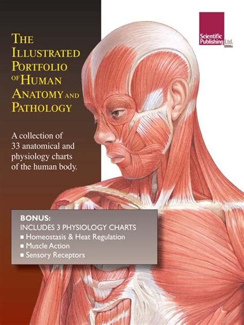 Illustrated Portfolio Of Human Anatomy And Pathology Media On Demand
