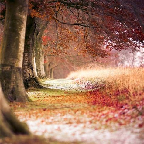 Beech Autumn Trees Ipad Wallpapers Free Download