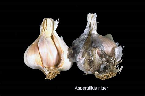 Apr 30, 2020 · black mold can be dangerous to your health, mainly causing respiratory issues. Black mold (aspergillosis) of garlic - UkrUP ™ (УкрАП ...