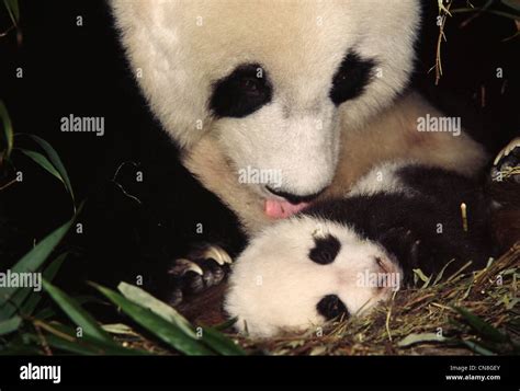 Giant Pandas Mother Licking Cub Wolong Sichuan China Stock Photo