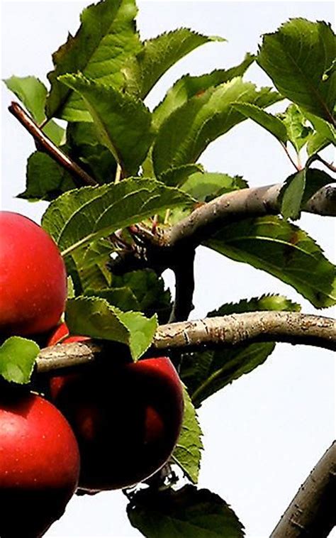 The second best time is now. in a culture that is largely inundated with instant gratification, the natural process of growing fruit trees may seem like an eternity. Guerrilla Grafters: Splicing Fruit-Bearing Branches Onto ...