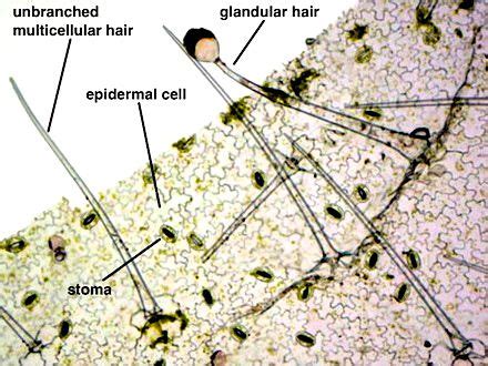 Maybe you would like to learn more about one of these? Geranium Leaf Epidermal Tissue: Epidermal Hairs, Stomata ...
