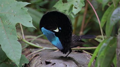 We did not find results for: Let's do Some Zoology! - Superb Bird-of-paradise ...