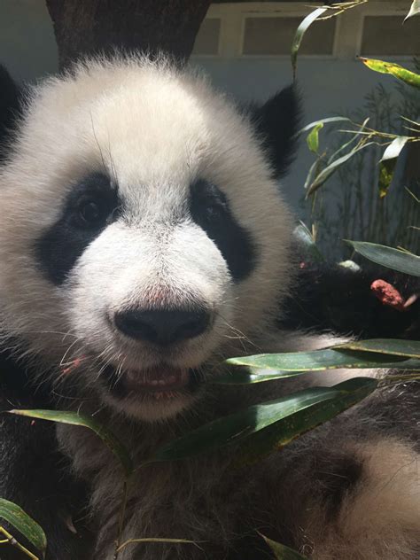 Panda Updates Wednesday May 17 Zoo Atlanta
