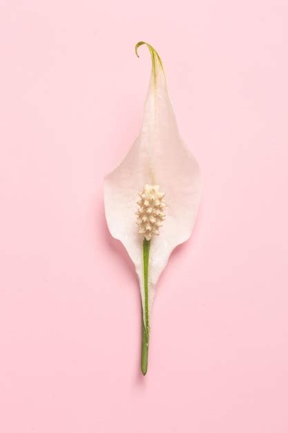 Premium Photo Erotic Metaphor Rose Bud With Petals Resembling Vulva