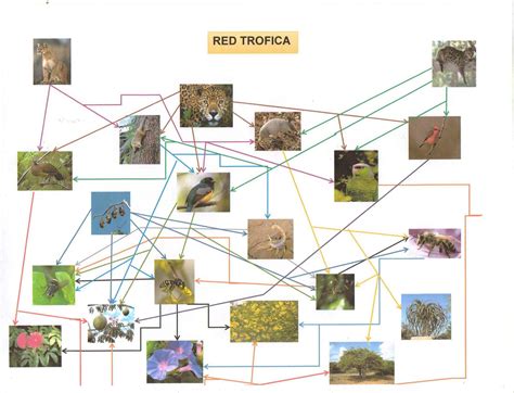 Define y caracteriza una red trofica. selva caducifolia: Red Trófica