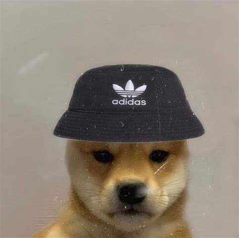Baby doge seeks to impress his father by showing his new improved transaction speeds & adorableness. Pin by Clapped on piesełki | Dog icon, Dog images, Funny ...