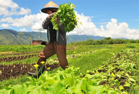 Ini jelas bahawa sektor pertanian di malaysia mempunyai peranan yang istimewa selari dengan peralihan negara yang kini menuju kepada sebuah negara perindustrian. Apakah Pandangan Kamu Terhadap Petani Sudah Benar? | Pak ...
