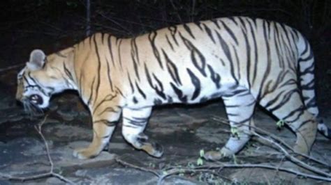 Ấn Độ Tranh Cãi Vụ Bắn Chết Hổ ăn Thịt 12 Người Báo Người Lao động