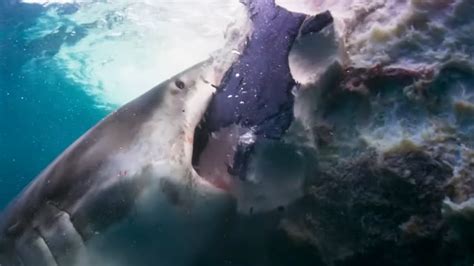 Sharks Eating Sharks