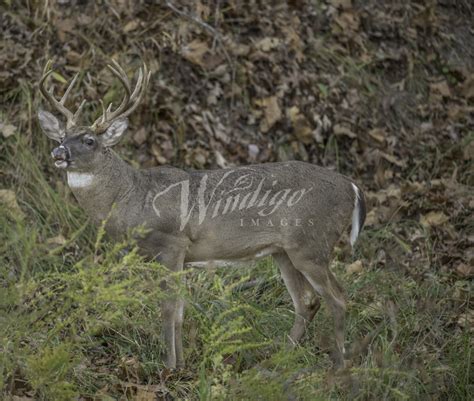 Non Typical Whitetail Buck Standing Broadside Image Windigo Images Photography