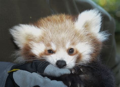 Cuddly Red Panda Hangs Out Picture | Cutest baby animals from around