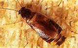 Brown Banded Cockroach Control Images