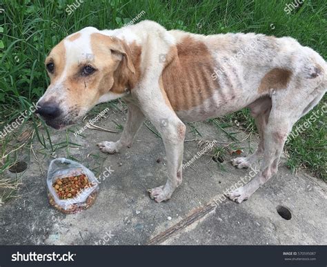 2318 Starving Dog Images Stock Photos And Vectors Shutterstock