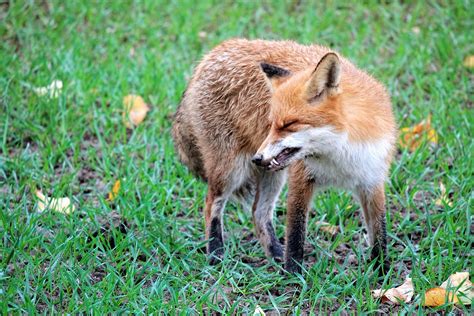 Free Images Grass Wildlife Predator Fauna Red Fox Wild Animal