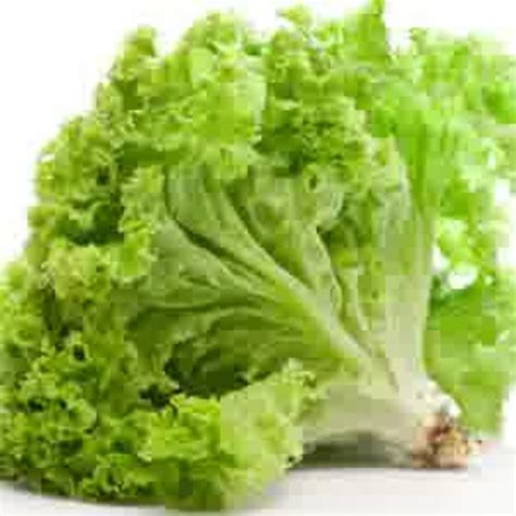 Cara membuat sayuran sayur sayuran. 250 benih selada keriting hijau bibit tanaman sayuran ...