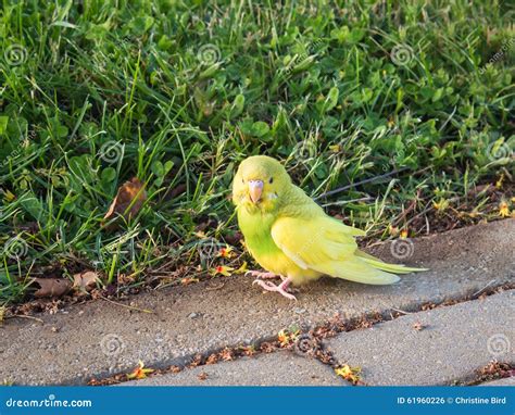 Budgerigar Parakeet Found Outside In Need Of Rescue Stock Photo