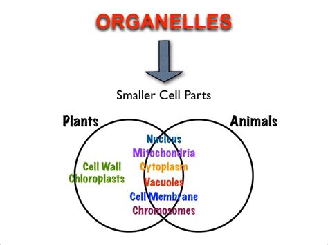 Check spelling or type a new query. cell&bodysystems - normansjsteach23