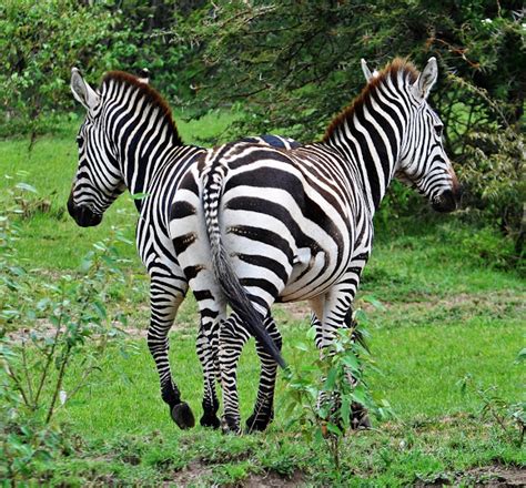 Plains zebras face several threats including predators, poaching and habitat loss due to human activity. Plains zebra | Project Noah