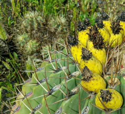 Es una especie de obligación. Polinización De Cactus Y Otras Suculentas🌵 | Cactus Y ...