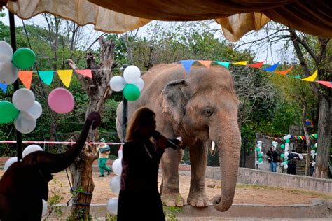 Cher Helps ‘worlds Loneliest Elephant To New Life Of Freedom