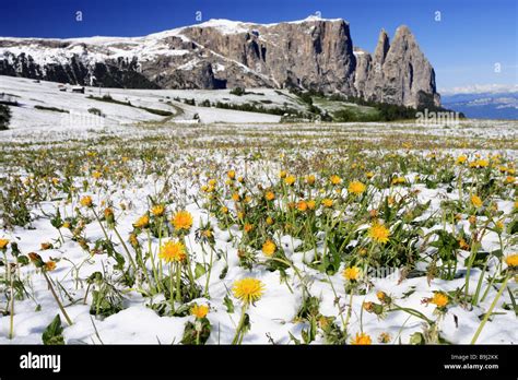 Italy South Tyrol Nature Reserve Schlern Mountain Meadow Dandelion Snow