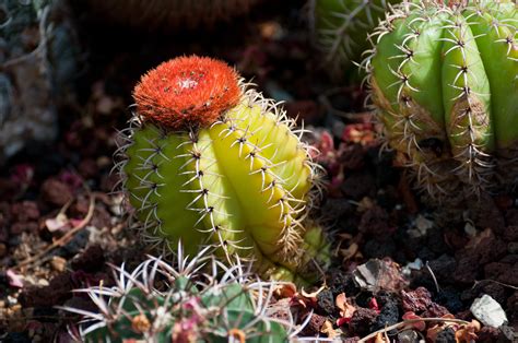 Photo Of Green And Red Cactus Plant Hd Wallpaper Wallpaper Flare