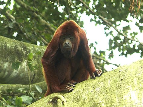 Especies Yasuni Mono Aullador Rojo · Ecoturismo Yasuní